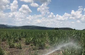 Invierten 3 mdp en combate a plagas en la Huasteca, mantienen alerta