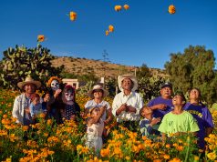 Tradición e identidad, es la cosecha de flores amarillas en Suspiro Picacho
