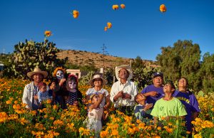 Tradición e identidad, es la cosecha de flores amarillas en Suspiro Picacho