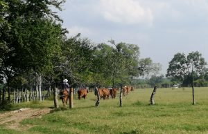 Ganadería huasteca, industria en franca recuperación