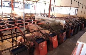 Aumentó el valor de la carne de porcino más de mil mdp en SLP