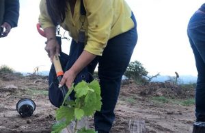 Construyen vitivinícola de Casa Fronda en Villa de Reyes
