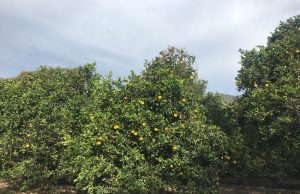 Aumenta valor de la naranja en la Zona Media