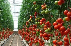 Reestructuran Santa Rita para fortalecer exportaciones