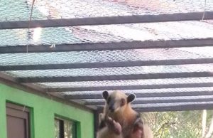 Inauguran primer centro de rescate de osos hormigueros en México