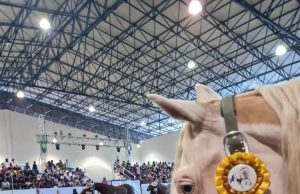 Muestra de caballos en Fenapo durante ésta última semana