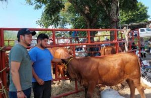 Entrega SEDARH 40 sementales bovinos subsidiados