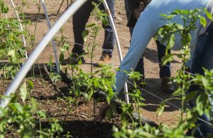 RED AMBIENTAL FOMENTA LA PRODUCCIÓN Y EL CONSUMO SUSTENTABLE DE ALIMENTOS ORGÁNICOS EN CASA