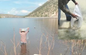 Se dará seguimiento al desarrollo de la siembra de cría de peces en cuerpos de agua en las zonas más áridas