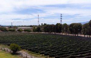 CRECE INDUSTRIA VINÍCOLA EN SLP