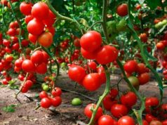 HAY ESTRATEGIAS PARA POSIBLE ARANCEL A LA PRODUCCIÓN DE JITOMATE EN SLP
