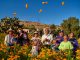 Tradición e identidad, es la cosecha de flores amarillas en Suspiro Picacho