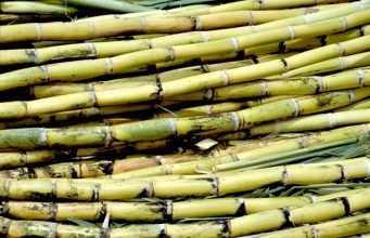 SLP generó casi el 10% de la producción de azúcar a nivel nacional