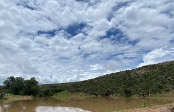 Reciente lluvia mejoró siembra de maíz y frijol, más de 150 mil hectáreas