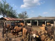 Sale segundo embarque de ganado potosino con destino a Texas