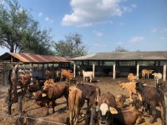 Sale segundo embarque de ganado potosino con destino a Texas