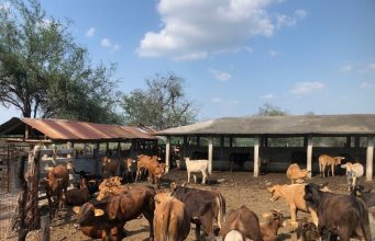 Sale segundo embarque de ganado potosino con destino a Texas