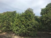 Aumenta valor de la naranja en la Zona Media