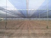 Aduanas de EU «fichan» a invernadero de V. de Arista por presunta trata