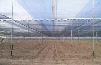 Aduanas de EU «fichan» a invernadero de V. de Arista por presunta trata