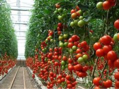 Reestructuran Santa Rita para fortalecer exportaciones
