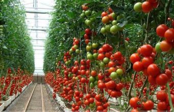 Reestructuran Santa Rita para fortalecer exportaciones