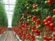 Reestructuran Santa Rita para fortalecer exportaciones