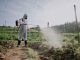 Guerra entre Rusia y Ucrania provoca alza en precios de fertilizantes