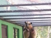 Inauguran primer centro de rescate de osos hormigueros en México