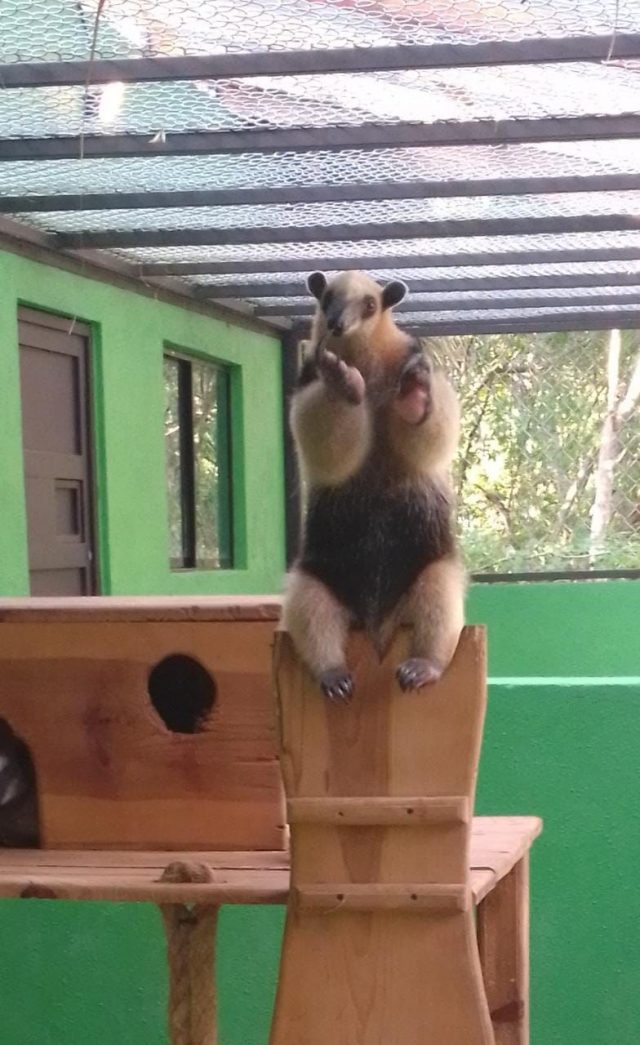 Teenek osos