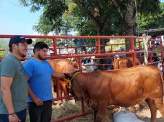 Entrega SEDARH 40 sementales bovinos subsidiados