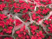 COMENZÓ LA COSECHA DE LA FLOR DE NOCHEBUENA, LA REINA DE LAS FIESTAS DECEMBRINAS