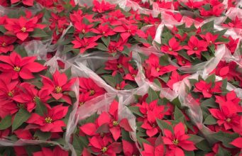 COMENZÓ LA COSECHA DE LA FLOR DE NOCHEBUENA, LA REINA DE LAS FIESTAS DECEMBRINAS