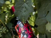 35 RESOLUCIONES A FAVOR DE LA VITIVINICOLA NACIONAL DEJA EL 43 CONGRESO MUNDIAL DE LA VIÑA Y EL VINO