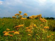 «LEYENDA DE LA FLOR DE PERICON / SANTA MARÍA»