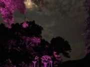 «Luces y Sombras»: El Jardín Escultórico Edward James se Ilumina con una Nueva Propuesta Nocturna