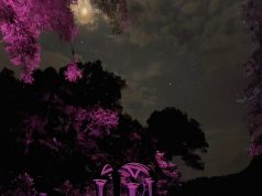 «Luces y Sombras»: El Jardín Escultórico Edward James se Ilumina con una Nueva Propuesta Nocturna