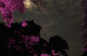 «Luces y Sombras»: El Jardín Escultórico Edward James se Ilumina con una Nueva Propuesta Nocturna