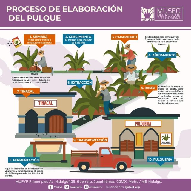 pulque proceso