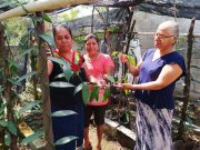 SLP PARTICIPARÁ EN FESTIVAL NACIONAL DE ORQUÍDEAS DONDE XILITLA ES MUNICIPIO INVITADO