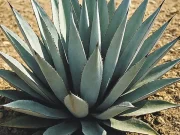 PARA TODO MAL, MEZCAL; PARA TODO BIEN TAMBIÉN… JOCE BENITES