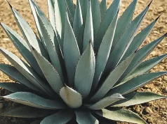 PARA TODO MAL, MEZCAL; PARA TODO BIEN TAMBIÉN… JOCE BENITES