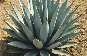 PARA TODO MAL, MEZCAL; PARA TODO BIEN TAMBIÉN… JOCE BENITES