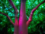 EN EL IPBA JAXCAN – MEXIFLORA. MÚSICA GENERADA POR PLANTAS