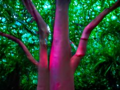 EN EL IPBA JAXCAN – MEXIFLORA. MÚSICA GENERADA POR PLANTAS