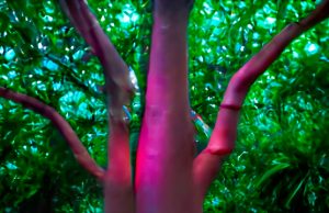 EN EL IPBA JAXCAN – MEXIFLORA. MÚSICA GENERADA POR PLANTAS