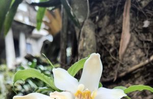 México declara el 21 de marzo como Día Nacional de la Orquídea
